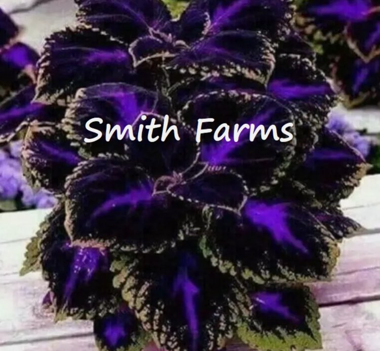 Black Purple Coleus Flowers 25 Seeds Easy To Grow Garden Garden Seeds