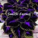 Black Purple Coleus Flowers 25 Seeds Easy To Grow Garden Garden Seeds