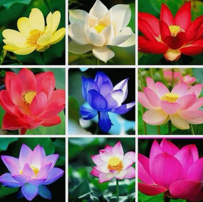 Mixed Color The Sacred Bonsai Lotus Flower 20 Seeds Indoor Outdoor Pond Garden Seeds