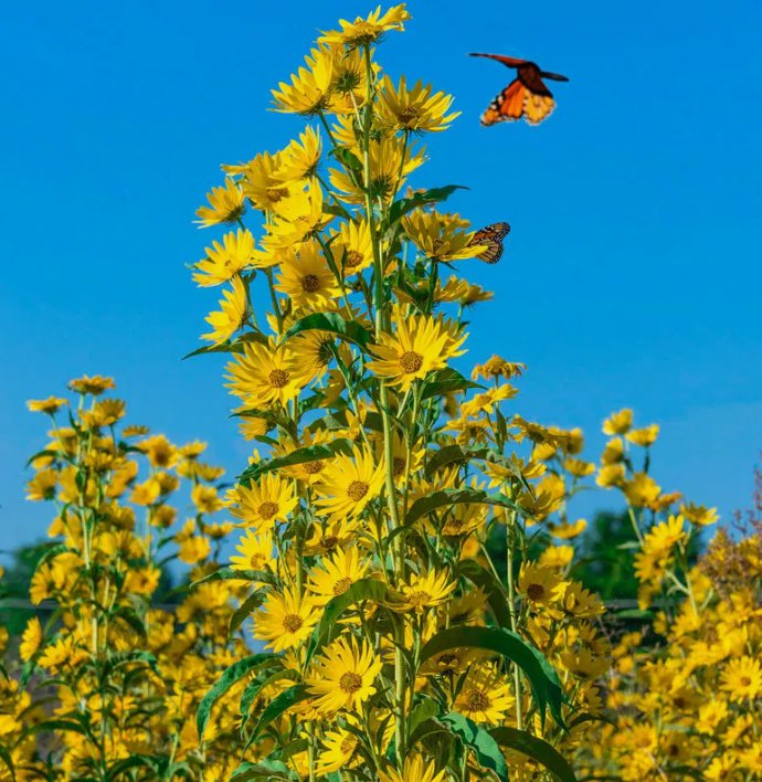 100 Sunflower Maximilian Perennial Flowers Butterflies Finches Seeds Usa Nongmo Garden Seeds