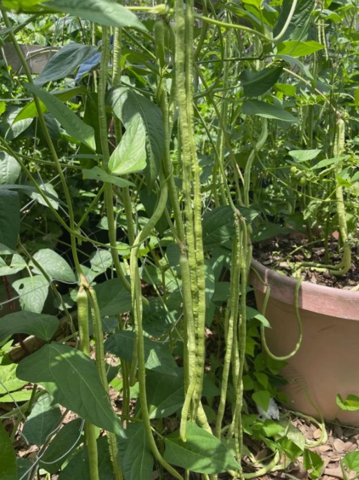 Dark Green Yard Long Bean 50 Seeds Chinese Asparagus Heirloom Garden Seeds