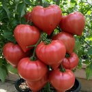 Rare Giant Oxheart Tomato 75 Seeds Huge Tasty Heirloom Non-Gmo  Garden Seeds