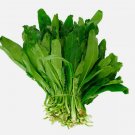 Fresh Cilantro Coriander Culantro Ngò Gai 700 Seeds Non-Gmo Garden Seeds