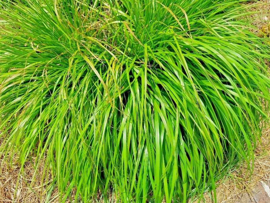 Lemongrass 200 Seeds Mosquito Repellent Heirloom Lemon Grass Non-Gmo Herb  Garden Seeds