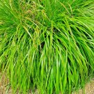 Lemongrass 200 Seeds Mosquito Repellent Heirloom Lemon Grass Non-Gmo Herb  Garden Seeds
