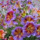 Chilean Morning Glory 100 Seeds Mixed Color Blooms For Stunning Garden Garden Seeds
