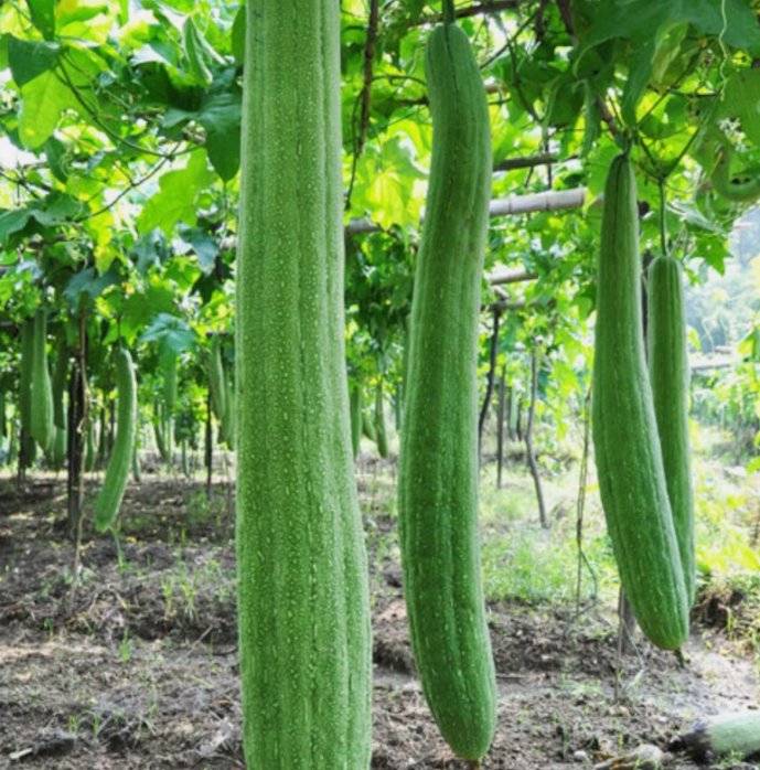 Super Long Luffa Gourd 30 Seeds Nongmo Loofah Sponge Gourd Seeds Garden Seeds