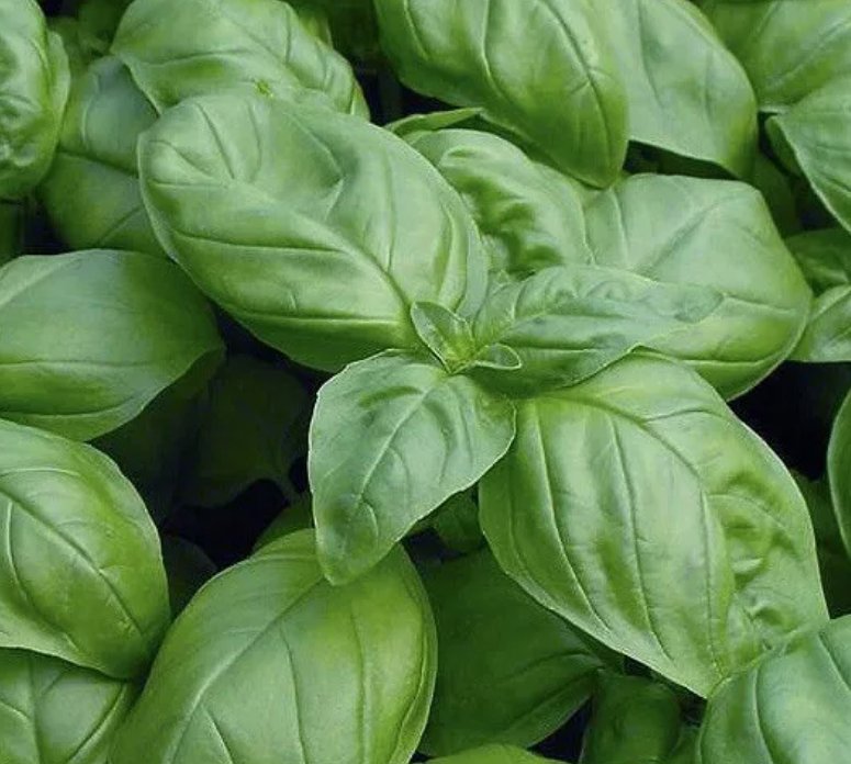 Genovese Basil 1000 Seeds Non-Gmo Heirloom USA Garden Seeds
