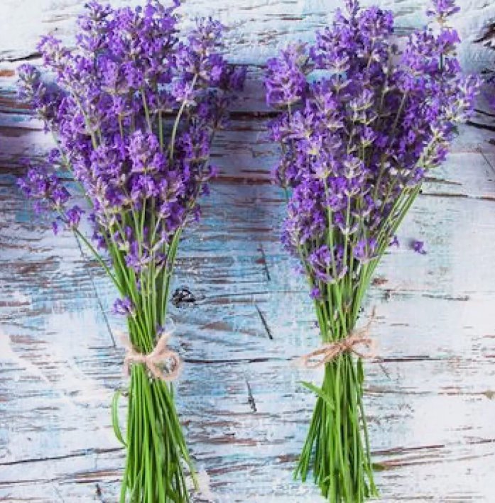 Lavender 600 Seeds (Lavandula Angustifolia) Perennial Non-Gmo Herb Usa Garden Seeds