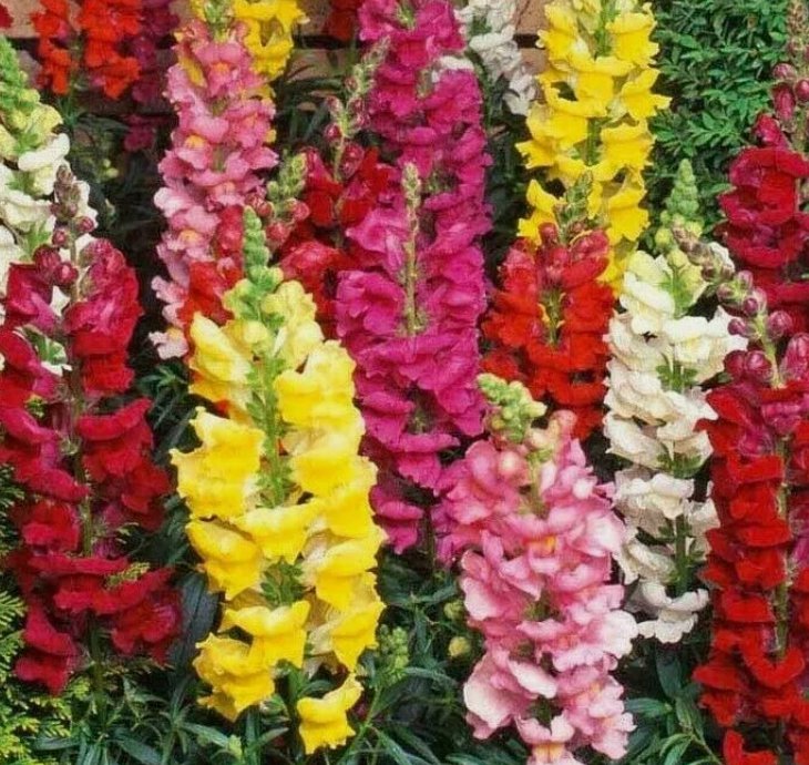 Snapdragon Flower 5000 Seeds Beautiful Tall Mixed Colors Garden  Garden Seeds