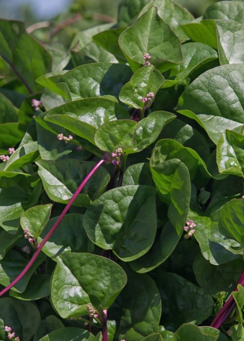 Malabar Red Stem Spinach 30 Seeds Red Vine Spinach Ceylon Non-Gmo  Garden Seeds