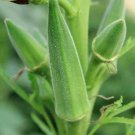 Clemson Spineless Okra 30 Seeds Non-Gmo Gumbo Lady'S Fingers Gombo Bendi Garden Seeds