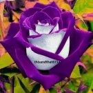 Purple Haze #3 Rose Rose Bush 50 Seeds~Rare-G-Usa Seller Garden Seeds