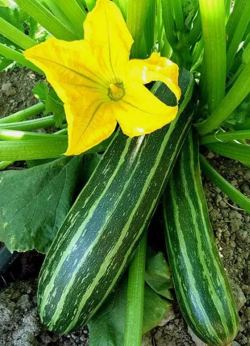 Cocozelle Zucchini Summer Squash 25 Seeds Non-Gmo Cocozella Di Napoli  Garden Seeds