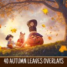 40 Autumn leaves overlay: falling maple leaves, fall leaves, oak leaf autumn, easy to use