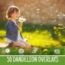 50 dandelion overlays：dabdelion photoshop overlays.