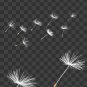 50 dandelion overlays&iuml;&frac14;�dabdelion photoshop overlays.