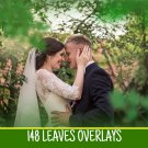 148 Tree and leaves，photoshop overlays: summer green leaves