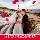 116 rose petals overlays：Falling Rose Petals PNG photoshop overlays