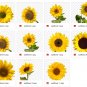 33 sunflower overlaysï¼romantic bokeh frame sunflower png file