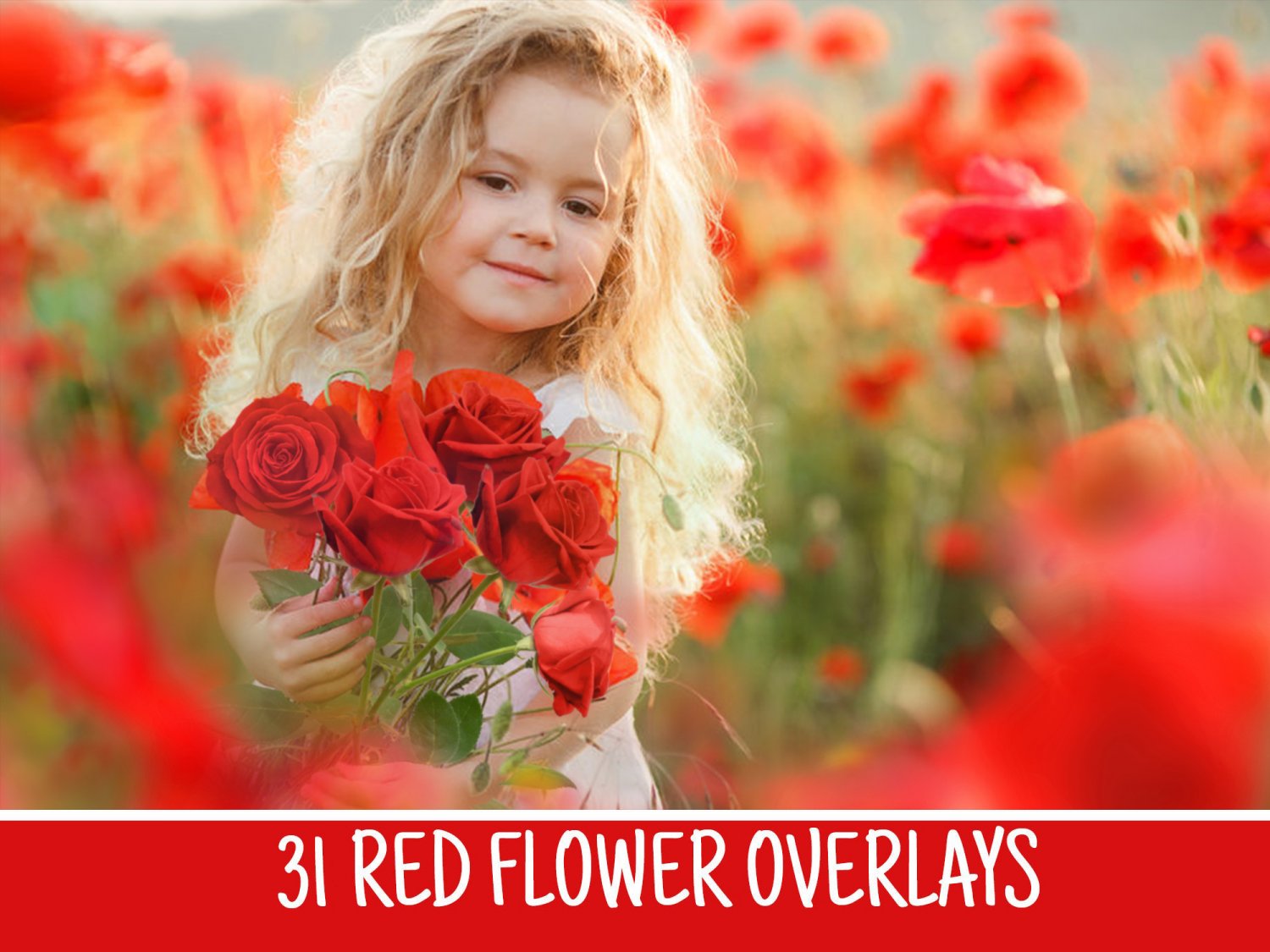 31 red rose overlays:romantic bokeh frame photoshop rose overlays