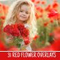 31 red rose overlays:romantic bokeh frame photoshop rose overlays