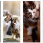 MAGNETIC 3 X Bookmark Collection Handmade Set For CATS LOVERS!!!