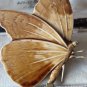 VINTAGE 1990-s Large Pressed Metal & Brown/Beige Enamel Butterfly/Moth BROOCH
