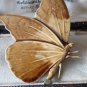 VINTAGE 1990-s Large Pressed Metal & Brown/Beige Enamel Butterfly/Moth BROOCH