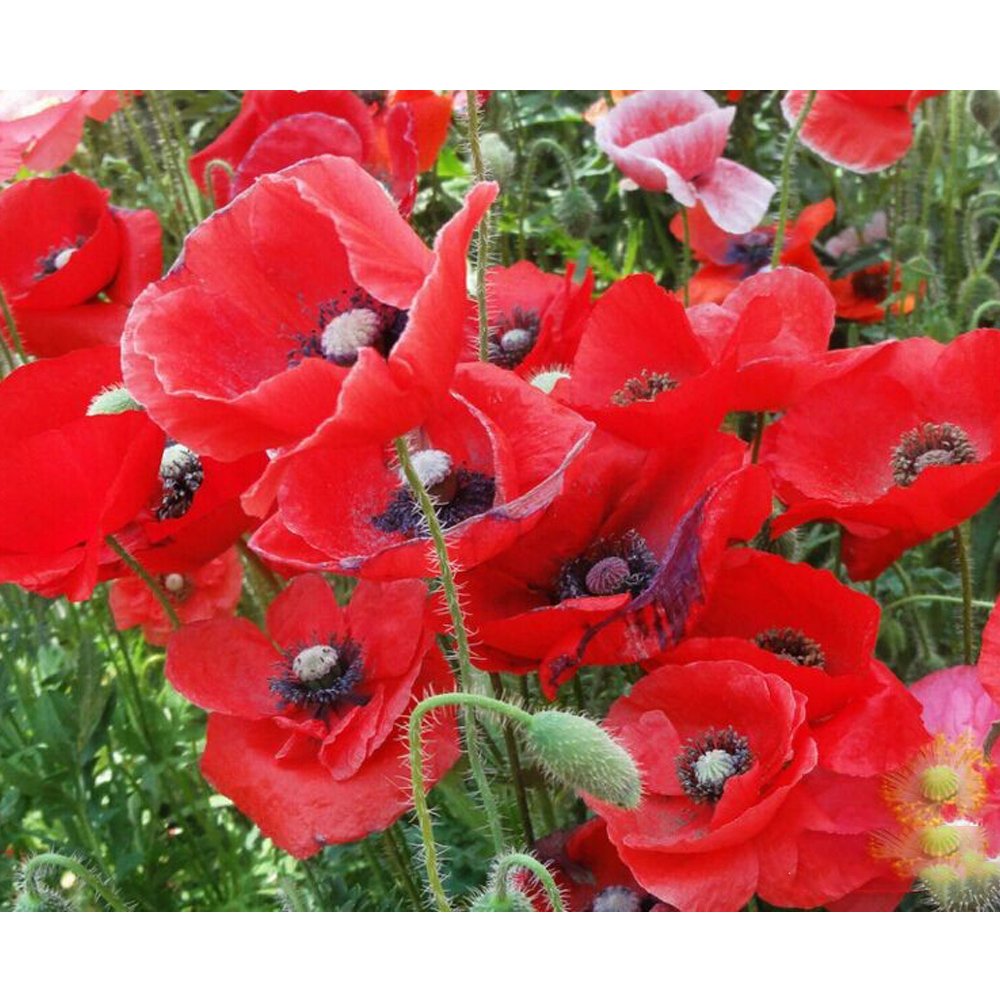 Paintenstore Papaver Rhoeas Red Corn Poppy Seeds Seeds Pack Flanders Poppy Corn Rose Flow