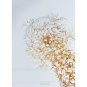 SLM2140 CORAL FUNNEL