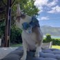 Blue Flowers Bow Tie Collar