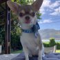 Blue Flowers Bow Tie Collar