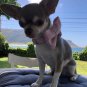 Light Pink Bow Tie Collar
