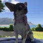 Light Pink Bow Tie Collar