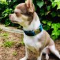 Green Velvet Dog Collar