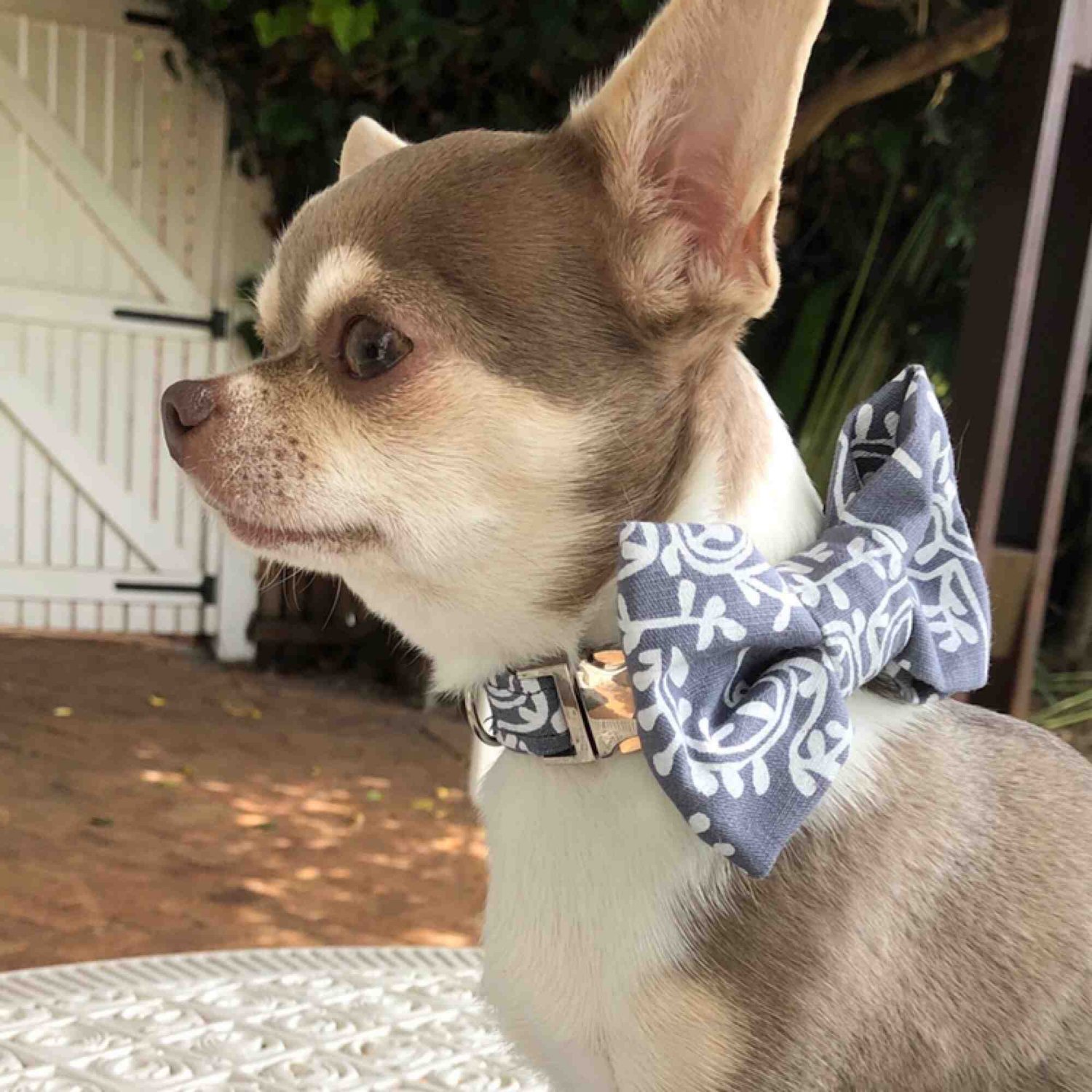 Dark grey bow tie collar
