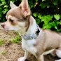 Light grey dog collar