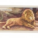 ANTIQUE 1937 AFRICAN LION WILD ANIMALS TOBACCO CARD
