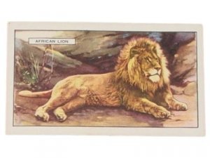 ANTIQUE 1937 AFRICAN LION WILD ANIMALS TOBACCO CARD