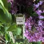 Les Exclusifs de CHANEL Bois des Iles Eau de Parfum 2.5 oz/75 ml Spray.