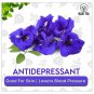 Blue Tea Butterfly Pea Flower 60 Pyramid Tea Bags For Iced Tea Cooler Mocktails