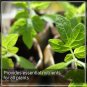 Mustard Oil Cake Powder 1Kg for Home Garden Potting Plants, Organic Fertilizer