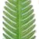 Fern Leaf Small | Ornament | Hand-Painted Gifts | Decor