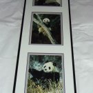 Giant Panda Bear Prints Mark J Thomas Framed Published Photographer