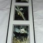 Giant Panda Bear Prints Mark J Thomas Framed Published Photographer