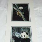 Giant Panda Bear Prints Mark J Thomas Ready Framing Published Photographer