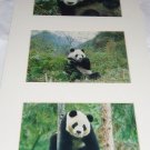 Giant Panda Bear Signed Prints Ray L Dean Ready for Framing Photographer Giant Panda Bear Signed Prints Ray L Dean Ready for Framing Photographer