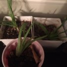 4 plants of 5-6" Aloe Vera Live Plant Organic Rooted Succulent Pups Barbadensis