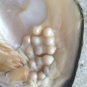 10 MM White South Sea Shell  Necklace